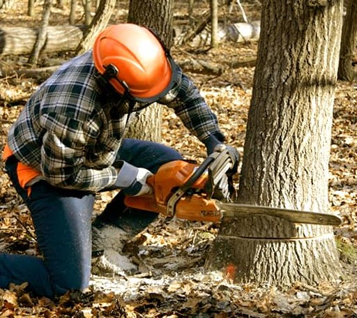 Tree Removal in Vendor, AR